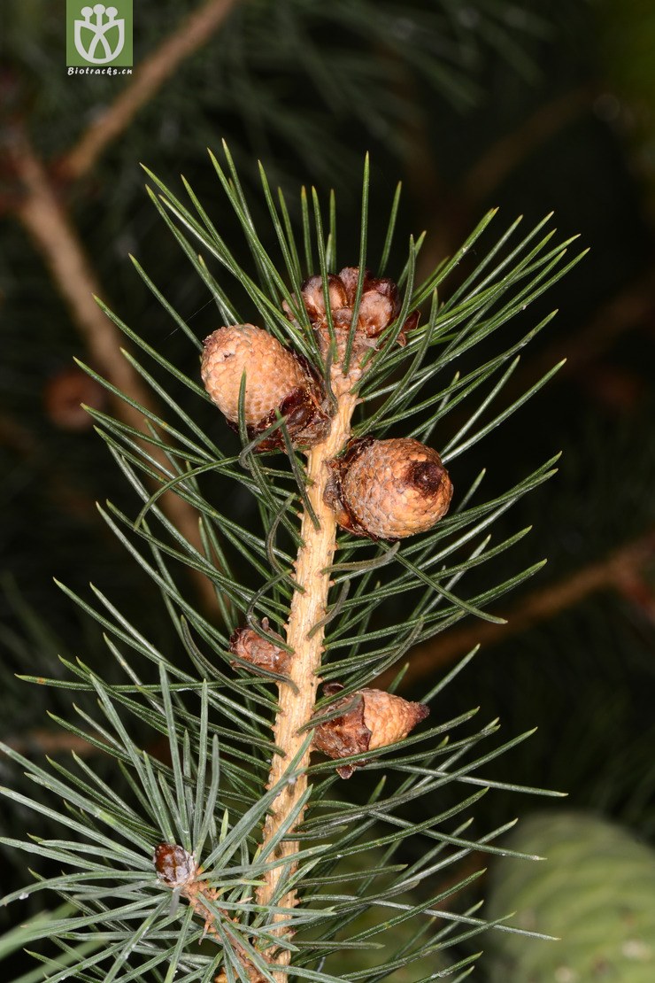45% picea smithiana 长叶云杉,果叶,松科云杉属,xihh200626 昆植裸子