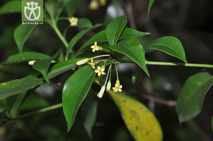 崖花海桐 dsc_0004.jpg 相邻时间拍摄的照片      张