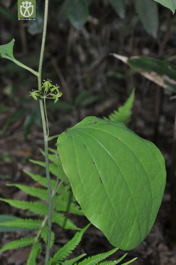 牛尾木图片,牛尾树_大山谷图库