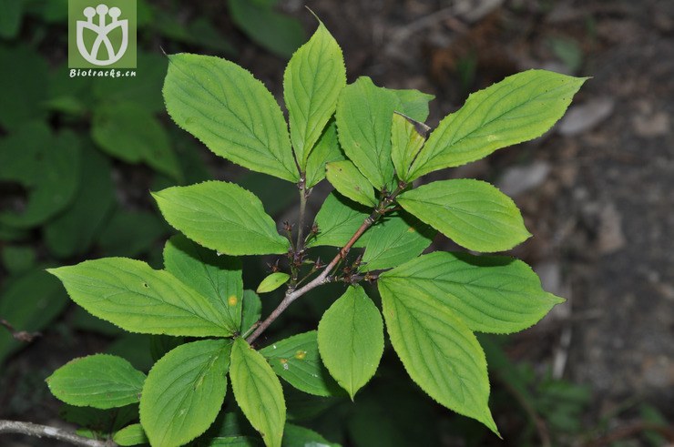 山鼠李 dsc_0258.jpg 相邻时间拍摄的照片      张