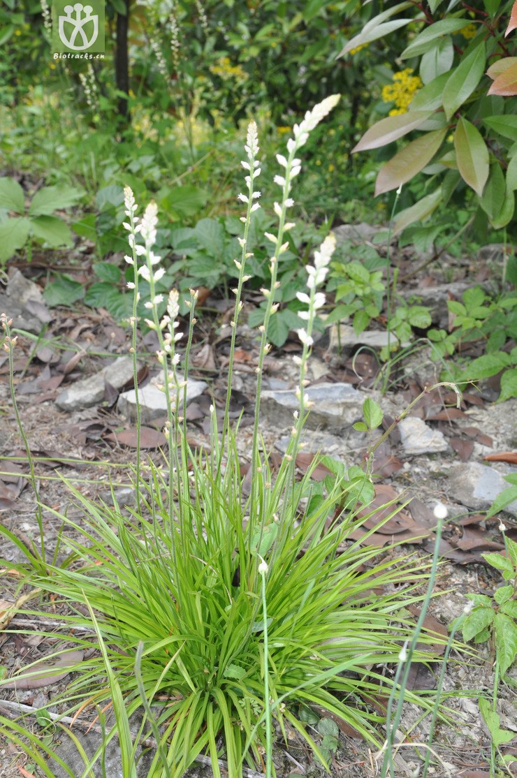 肺筋草 dsc_0168.jpg 相邻时间拍摄的照片      张