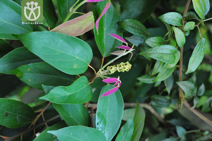 粗糠柴(mallotus philippinensis) (3).jpg