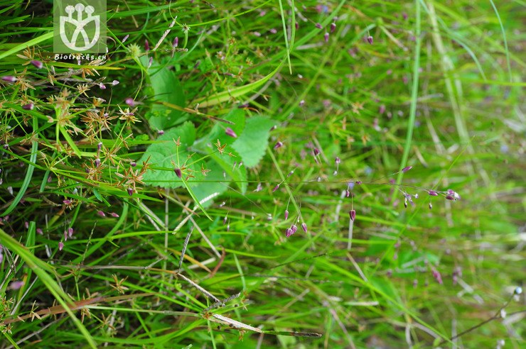 牛虱草(eragrostis unioloides(2.jpg