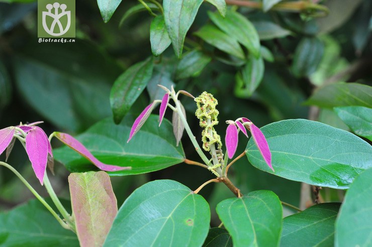 粗糠柴(mallotus philippinensis).jpg