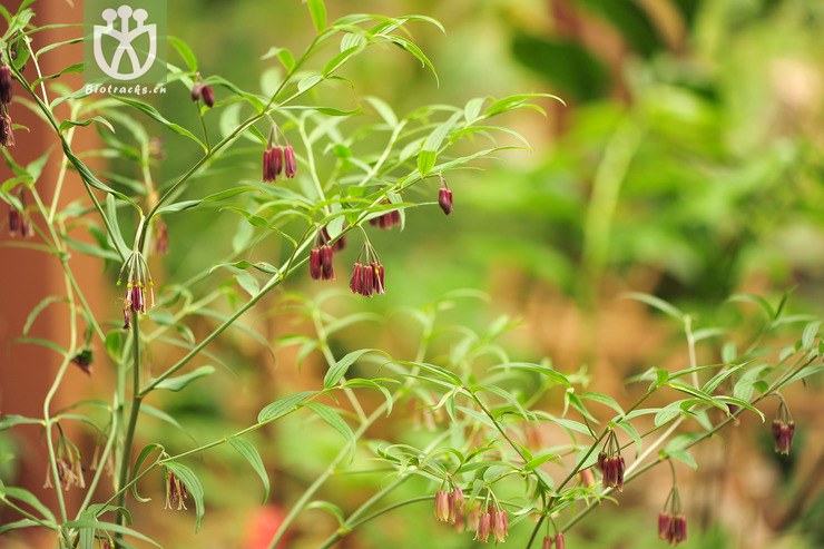 万寿竹属(disporum)_kbg_xzf (6).jpg 相邻时间拍摄的照片      张