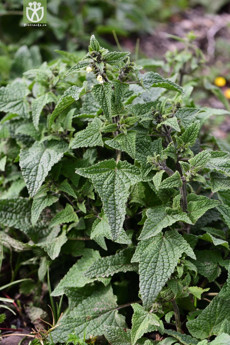 7119 _04.jpg 相邻时间拍摄的照片      张