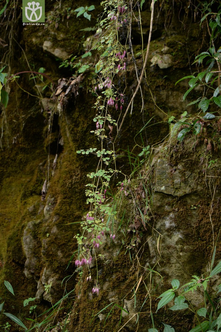 45% dactylicapnos scandens紫金龙【h】 dsc_3873.jpg