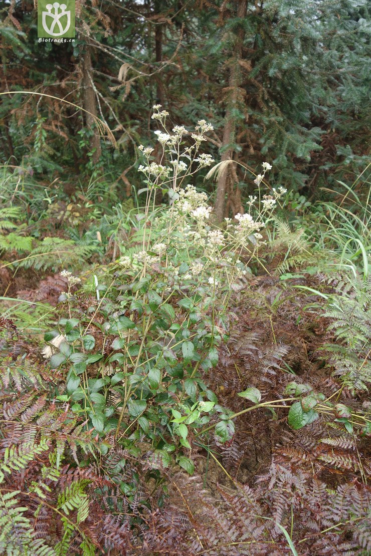 eupatorium chinense多须公【g】2016-12-04xx-yn dsc00100.