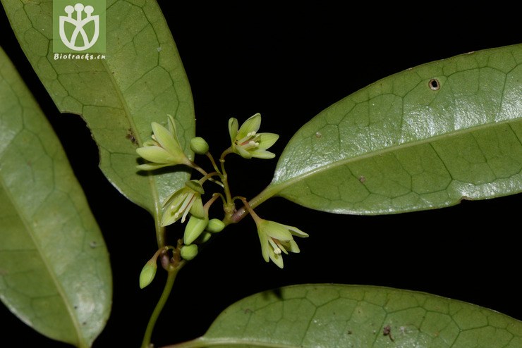 sabia fasciculata簇花清风藤【g】【标本号:led6419】2016-12-05xx