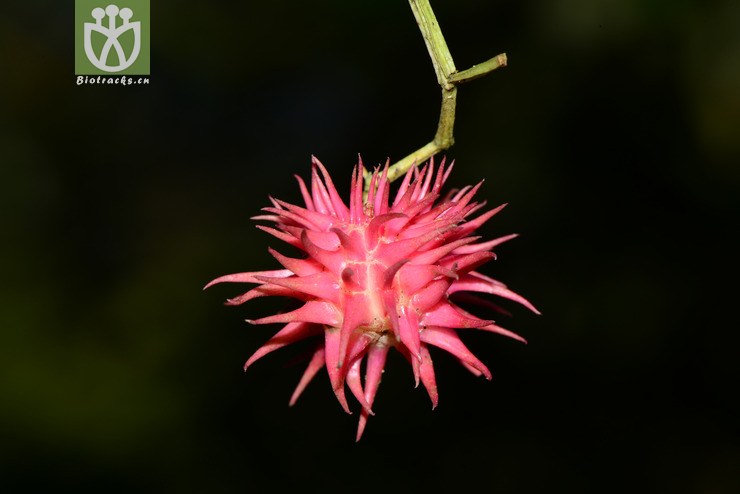 100% euonymus acanthocarpus刺果卫矛【h】【标本号:led6496】2016