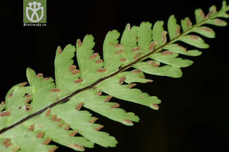 hymenasplenium cheilosorum齿果膜叶铁角蕨【可以处理】2016-12-06xx