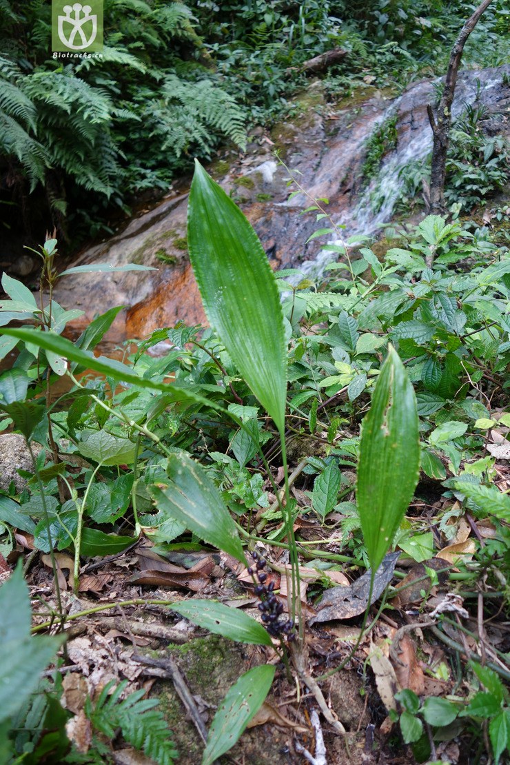 图片信息-kingdonia-植物云数据