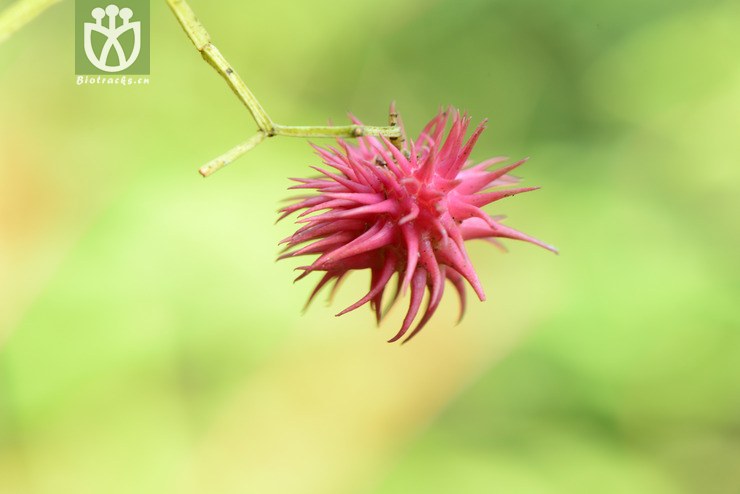 图片信息-kingdonia-植物云数据