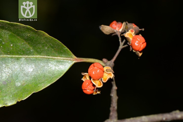 celastrus aculeatus过山枫【可以处理】2016-12-06xx-yn dsc_8443.