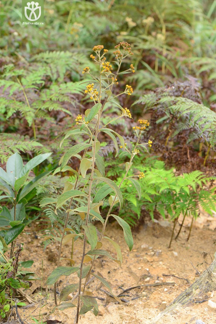 图片信息-kingdonia-植物云数据