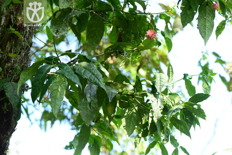 euonymus acanthocarpus刺果卫矛【h】【标本号:led6496】2016-12-06
