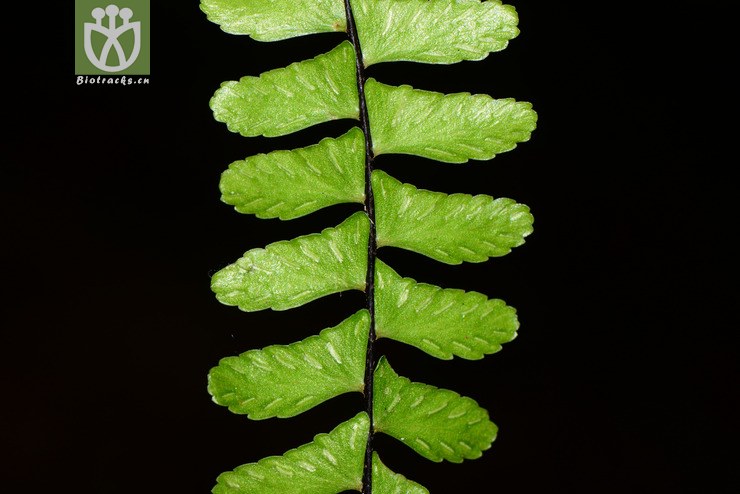 hymenasplenium apogamum无配膜叶铁角蕨【可以处理】2016-12-05xx-yn
