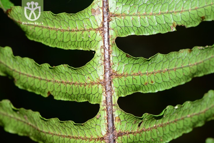 polypodiodes amoena友水龙骨【可以处理】2016-12-06xx-yn dsc_8494.
