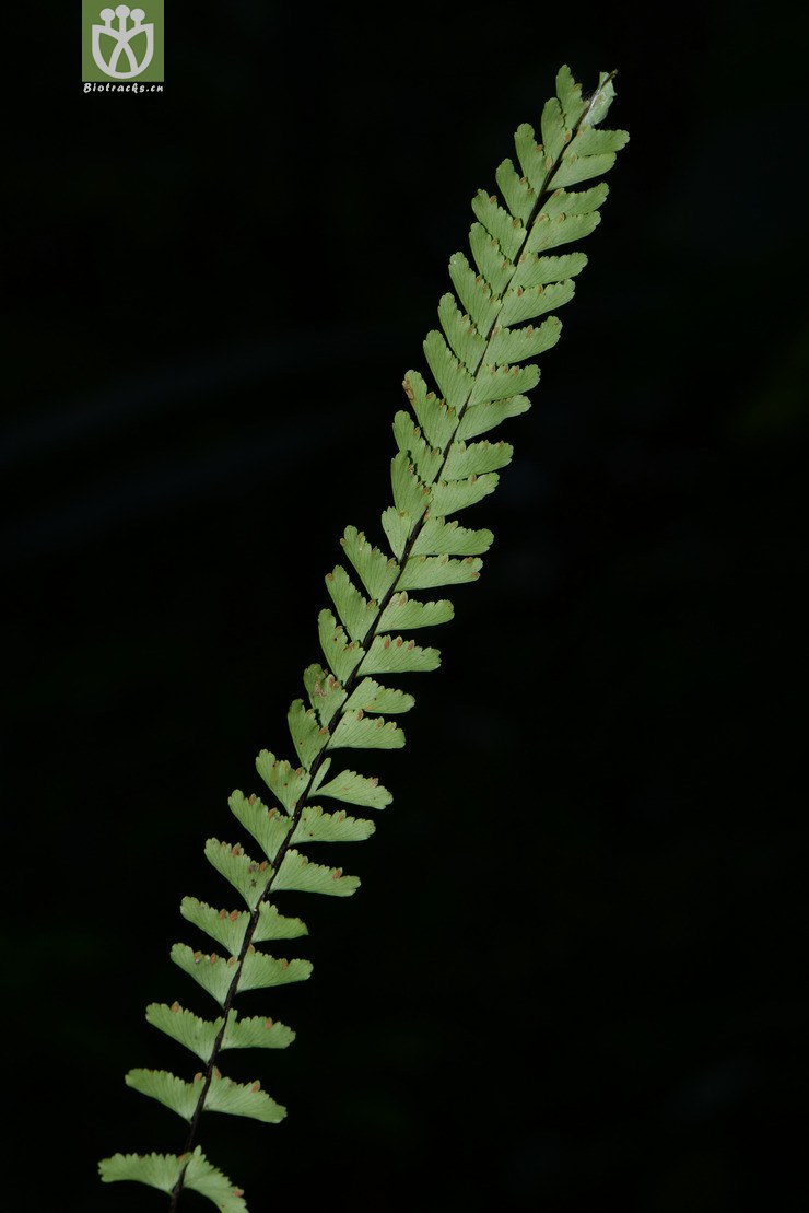 hymenasplenium cheilosorum齿果膜叶铁角蕨【可以处理】2016-12-06xx