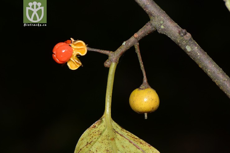celastrus aculeatus过山枫【可以处理】2016-12-06xx-yn dsc_8447.
