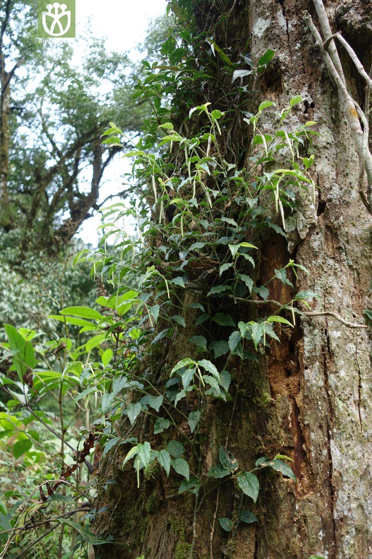 piper sintenense小叶爬崖香【g】2016-12-04xx-yn dsc00398.