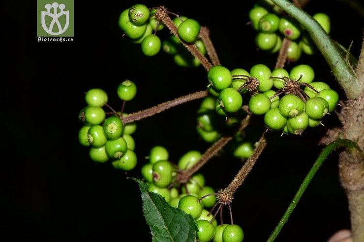 图片信息-kingdonia-植物云数据