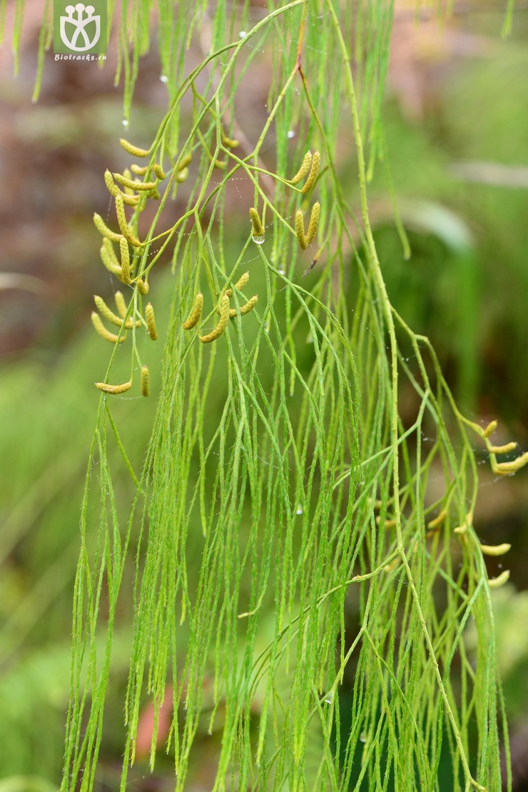 图片信息-kingdonia-植物云数据