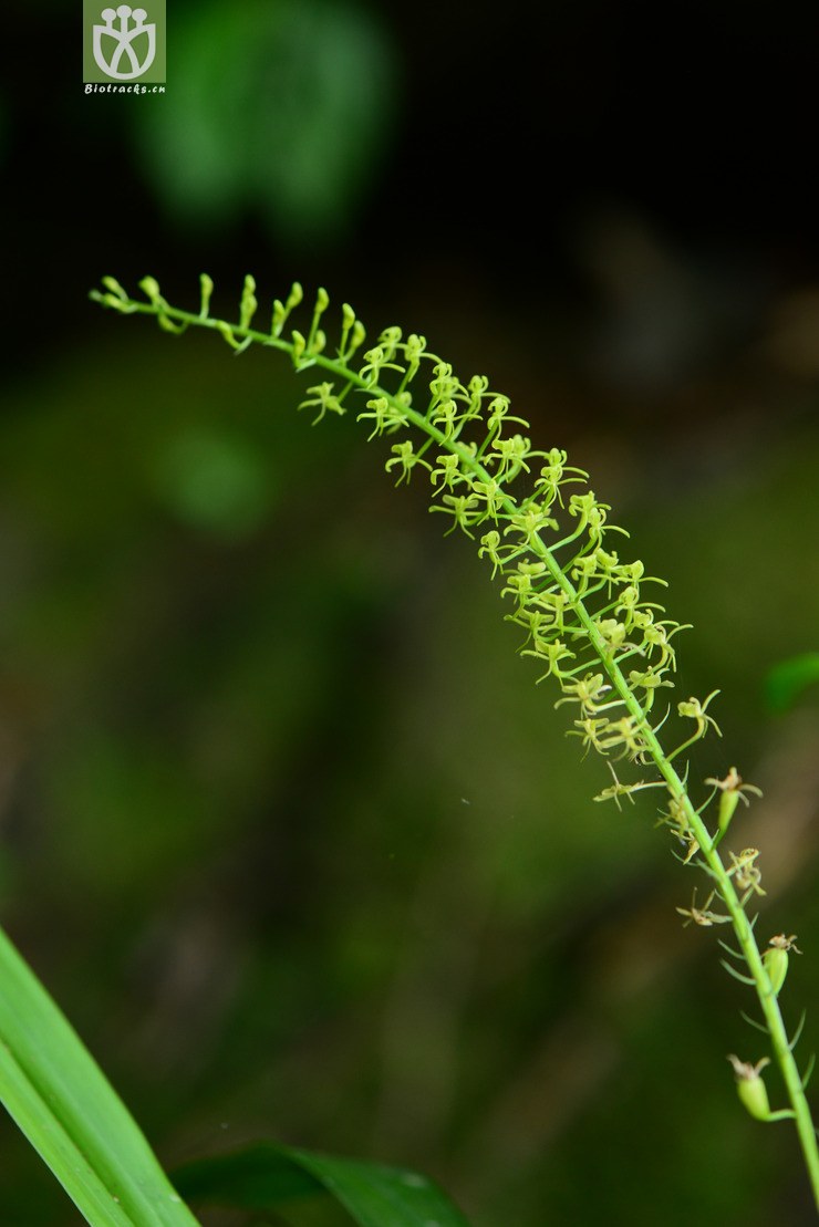 45% liparis stricklandiana扇唇羊耳蒜【可以处理】【标本号:led6515