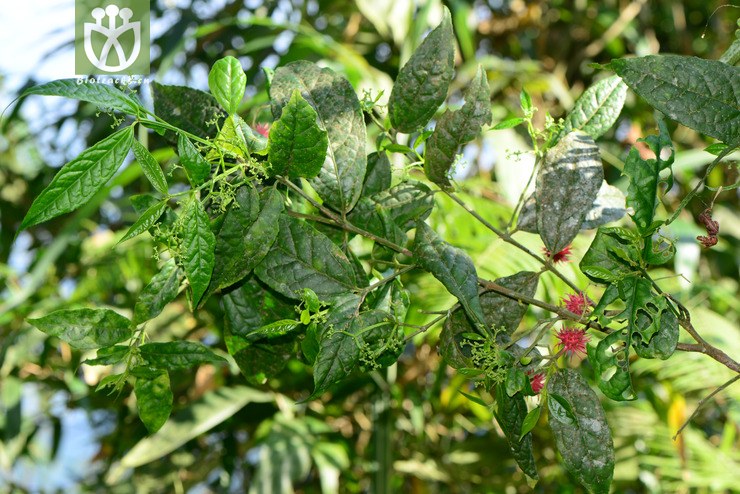 100% euonymus acanthocarpus刺果卫矛【h】【标本号:led6496】2016