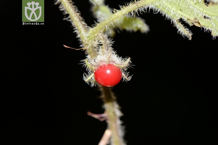 caulorhiza茎根红丝线【h】2016-12-06x 相邻时间拍摄的照片      张