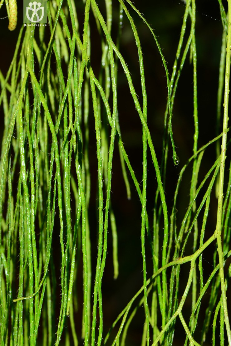 lycopodiastrum casuarinoides藤石松【可以处理】2016-12-04xx-yn