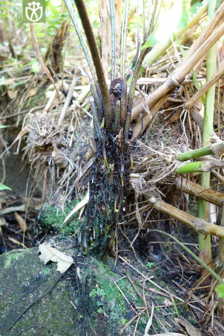 图片信息-kingdonia-植物云数据