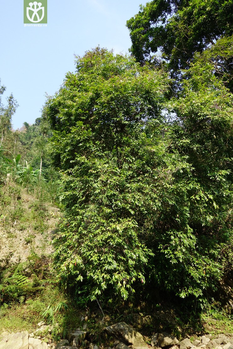 图片信息-kingdonia-植物云数据