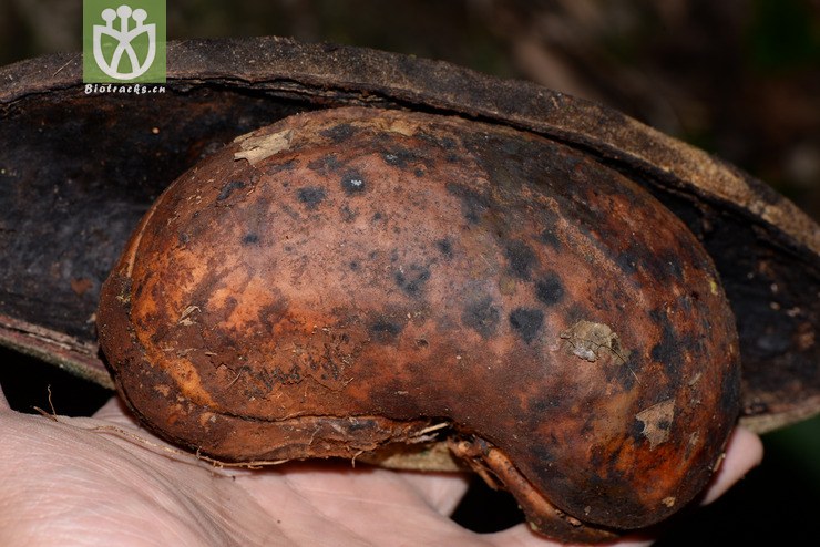 tomentosa毛叶猪腰豆【h】【标本号:led6669】2016-12-0 相邻时间