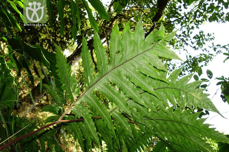 tectaria dubia大叶叉蕨【可以处理】2016-12-06xx-yn dsc01420.