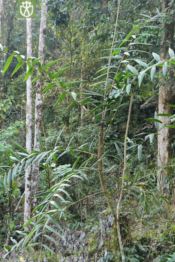 calamus platyacanthus宽刺藤【中植】【hg】2016-12-10xx-yn dsc