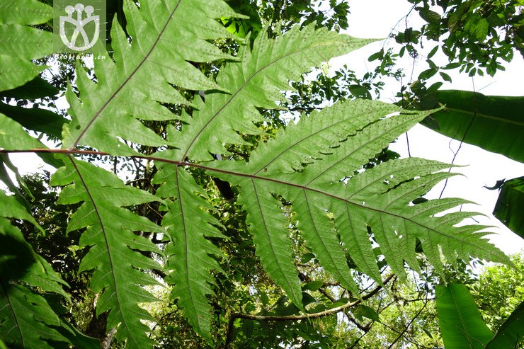 tectaria dubia大叶叉蕨【可以处理】2016-12-06xx-yn dsc01422.