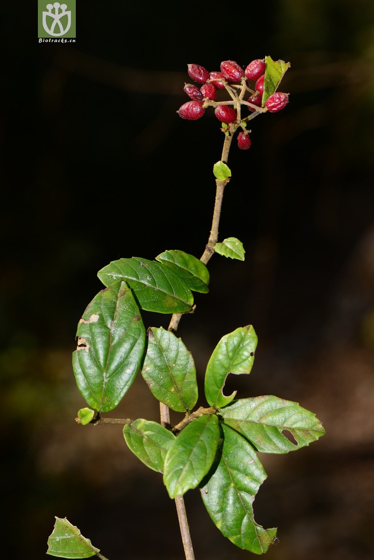 viburnum foetidum var.