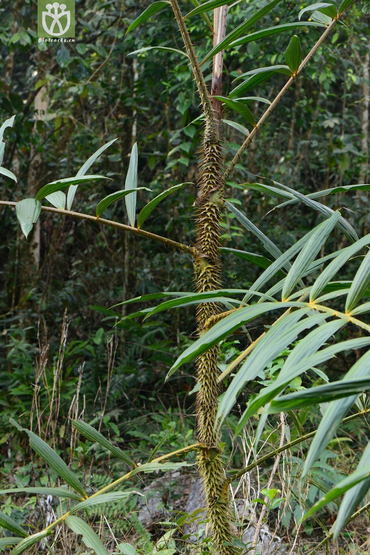 calamus platyacanthus宽刺藤【中植】【hg】2016-12