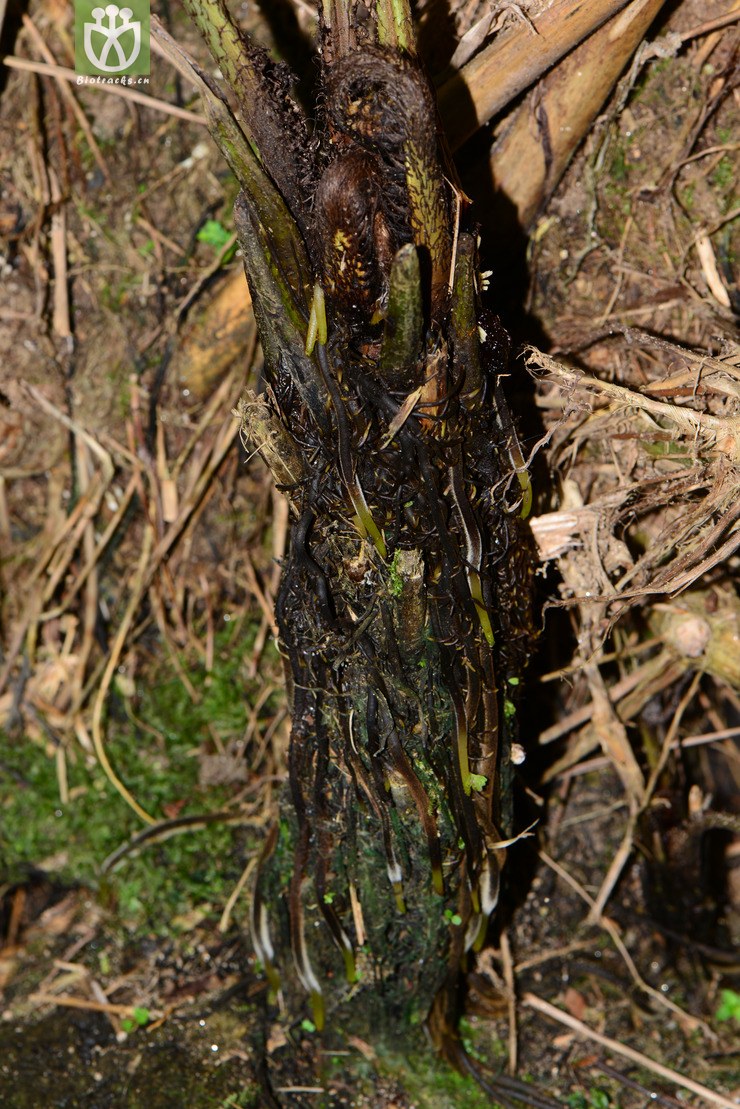 图片信息-kingdonia-植物云数据