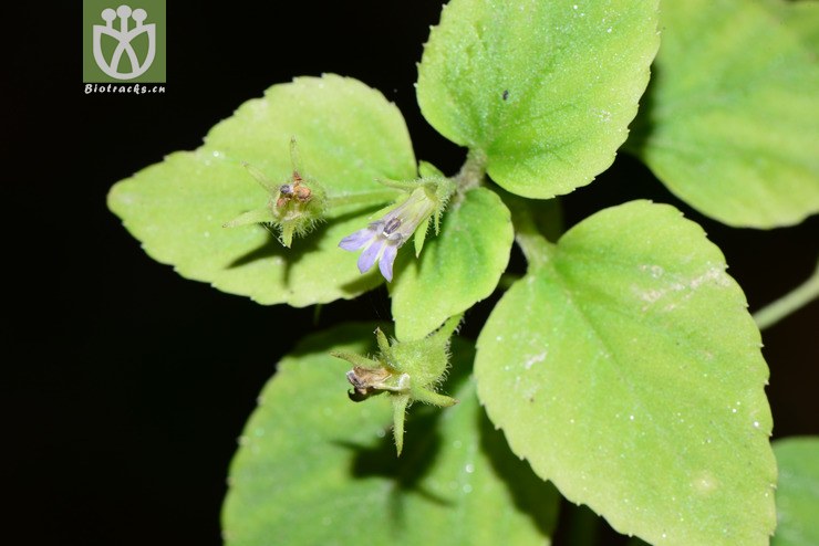 图片信息-kingdonia-植物云数据