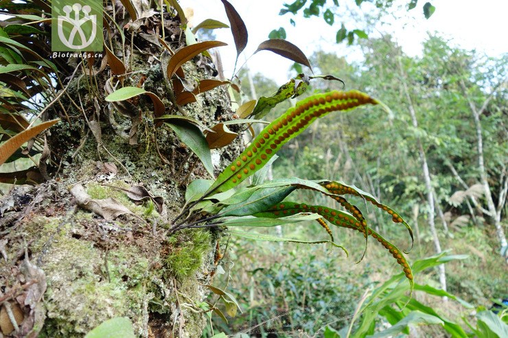 lepisorus macrosphaerus大瓦韦【可以处理】2016-12-06xx-yn dsc