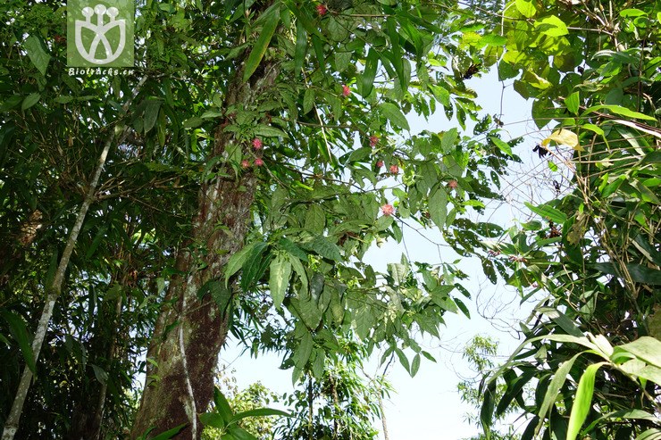 euonymus acanthocarpus刺果卫矛【h】【标本号:led6496】2016-12-06