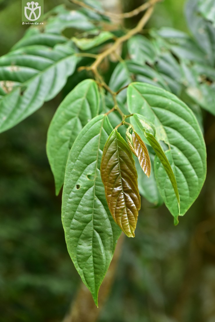 5857 antidesma montanum山地五月茶【♂g】2017-05-12xx-yn dsc_0858