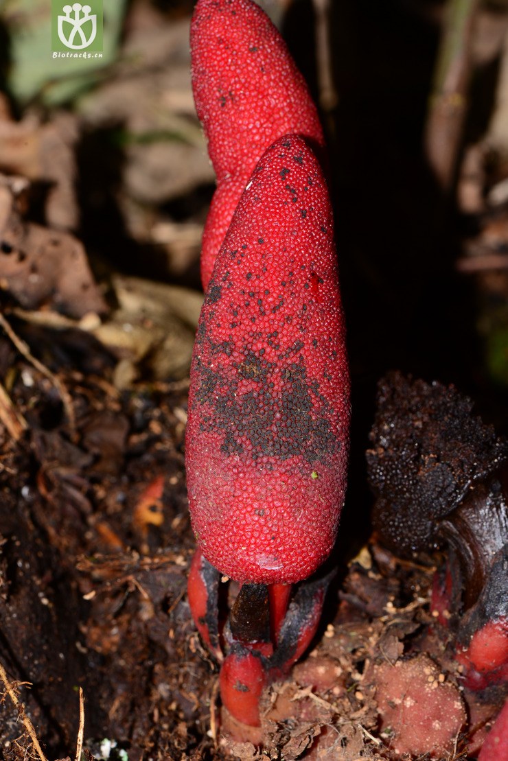 balanophora laxiflora疏花蛇菰【g】【标本号:led6546】2016-12-06xx