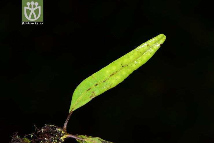 lepisorus瓦韦属2016-12-04xx-yn dsc_6872.