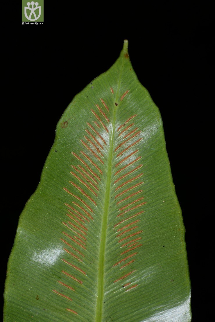 asplenium antrophyoides狭翅巢蕨【可以处理】【标本号:led6686】