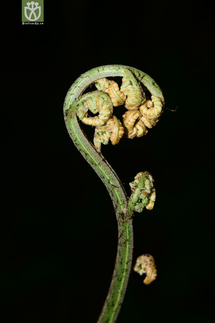 图片信息-kingdonia-植物云数据