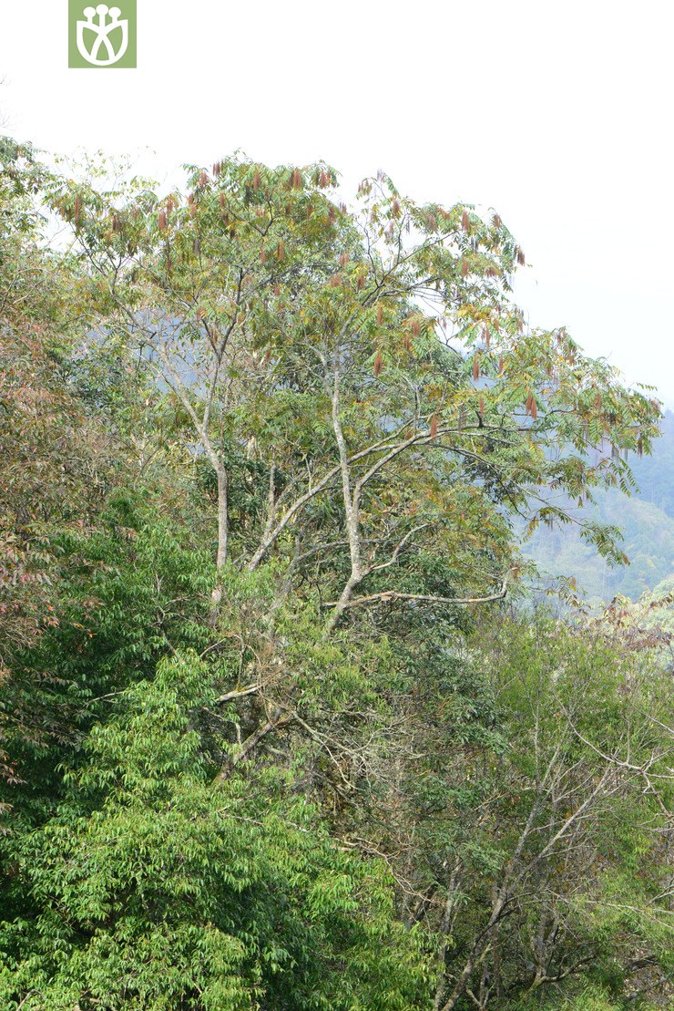 rhoiptelea chiliantha马尾树【h】【标本号:led6354】2016-12-04xx