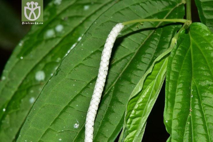 5809 piper boehmeriifolium苎叶蒟【♀g】2017-05-11xx-yn dsc_9619.